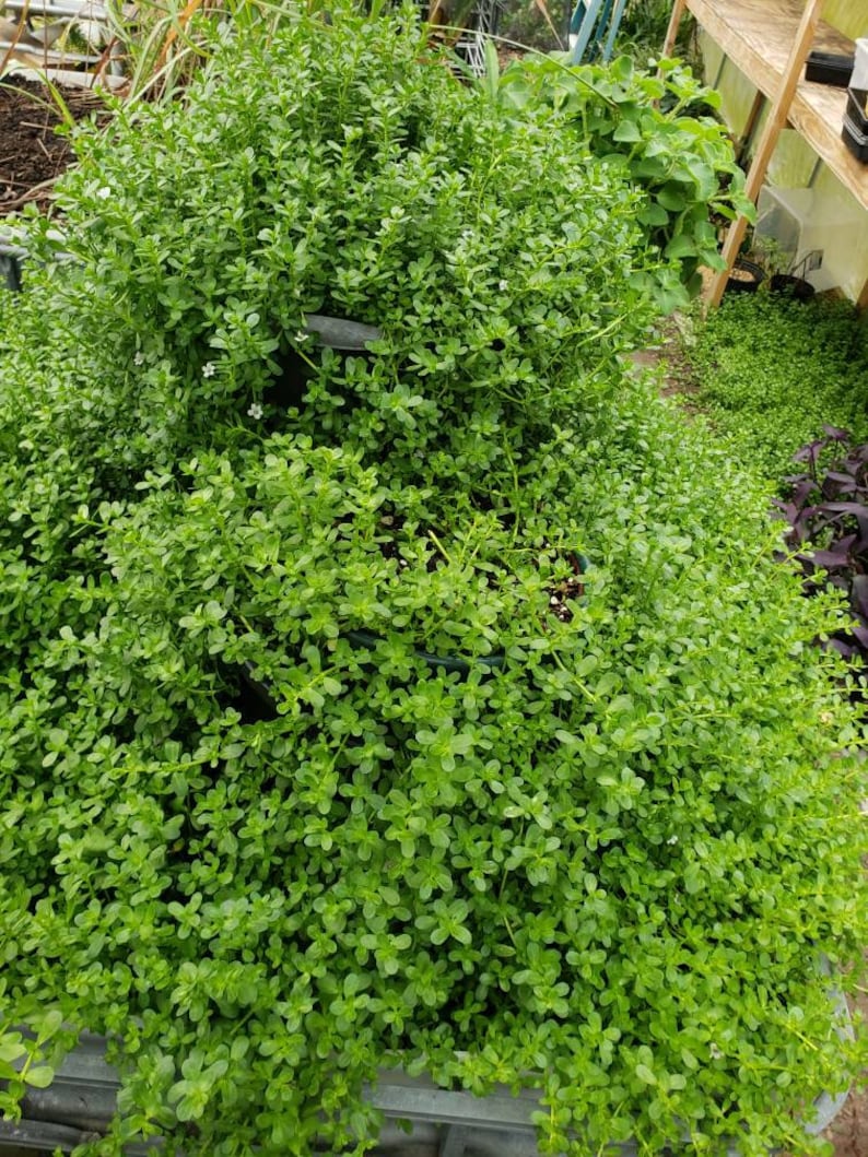 Brahmi Bacopa Monnieri Potted Plants Medinal Uses Improves Mental Clarity image 10