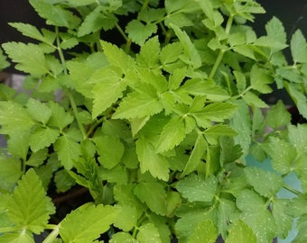 Water Dropswort Water Parsley Water Celery Oecanthe javanica  미나리