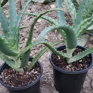 2 Aloe Arborescens Rooted Potted Plants Medicinal Aloes 알로에 아보라센스