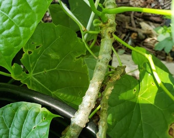 Guduchi Giloy Amrita Potted Plants Tinospora Cordifolia