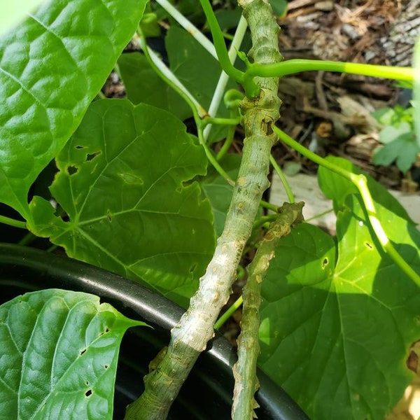 Guduchi Giloy Amrita Potted Plants Tinospora Cordifolia