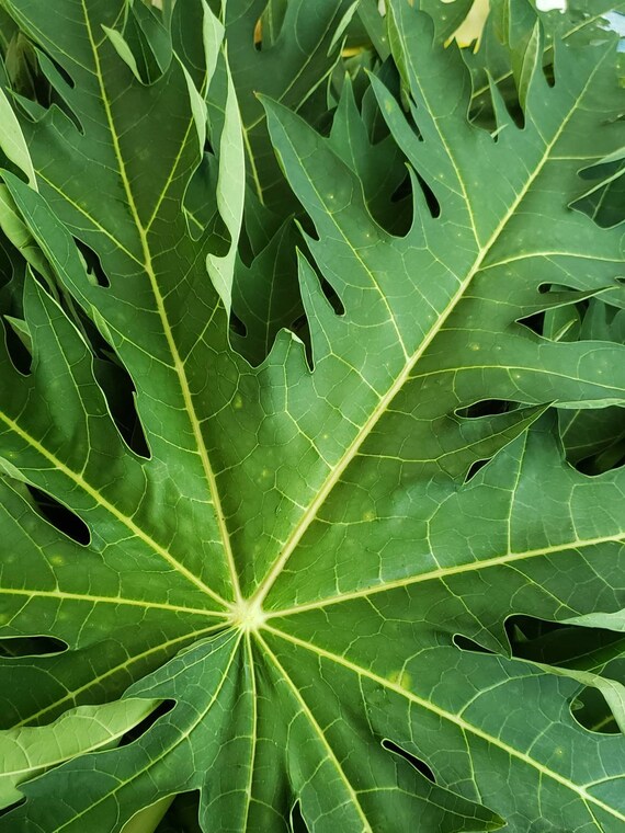 Fresh Papaya Leaves for Juice/ Tea/ Cooking 89 Oz Organically Etsy