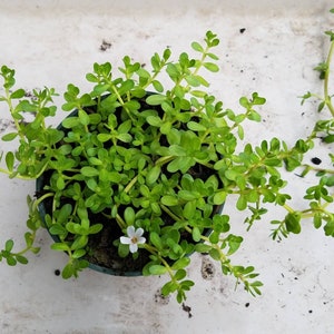 Brahmi Bacopa Monnieri Potted Plants Medinal Uses Improves Mental Clarity image 1