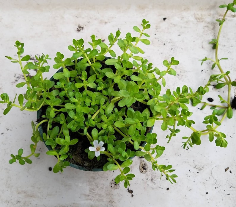 Brahmi Bacopa Monnieri Potted Plants Medinal Uses Improves Mental Clarity image 1