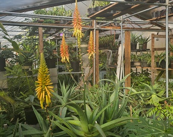 Aloe Excelsa Super Rare Aloe Potted Plant