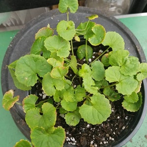 Gotu Kola Centella Asiatica Potted  Plants Culinary Medicinal