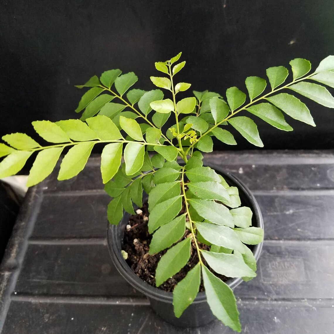 Curry leaf plant Murraya koenigii Potted for Kitchen Garden Etsy