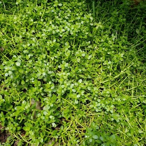 Brahmi Bacopa Monnieri Potted Plants Medinal Uses Improves Mental Clarity image 7