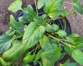 Self Heal / Heal-all / Prunella vulgarus Potted Plant