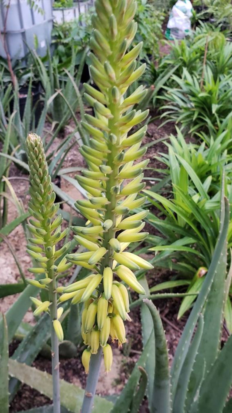 Aloe Vera Plant Large Potted image 9