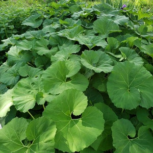 Butterbur Parasites japonicus Sweet Colts foots in Potted Starter Plants 머위