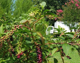 Poke Plant Seeds 200 Phytolacca Americana Organically Grown in