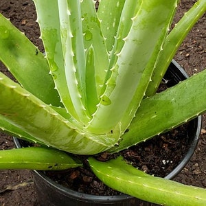 Aloe Vera Plant Large Potted image 2