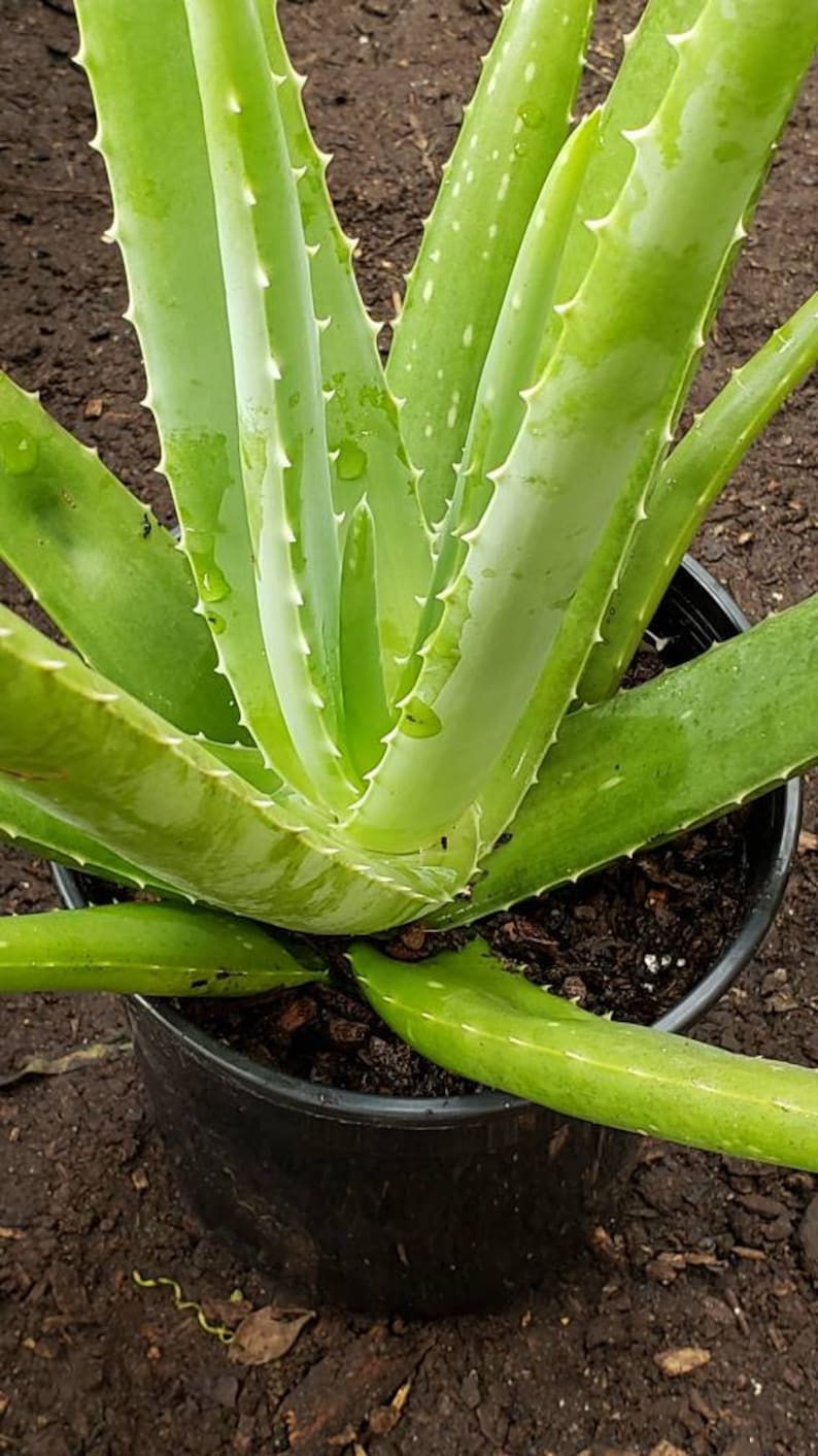 Aloe Vera Plant Large Potted image 2