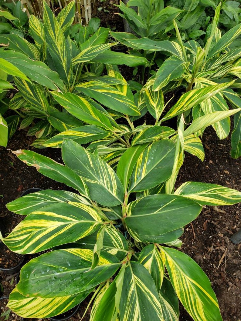 Shell Ginger Large Potted Plant Variegated Alpina zerumbet Etsy