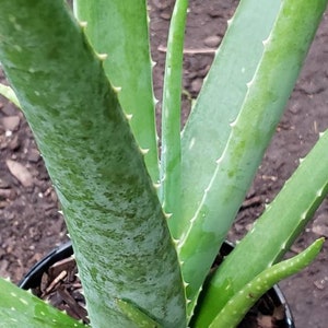 Aloe Vera Plant Large Potted image 3
