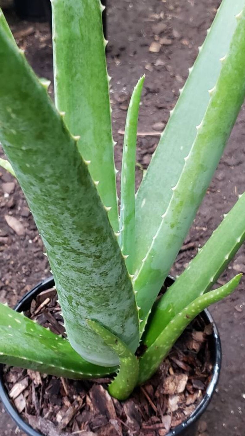 Aloe Vera Plants Large Potted Etsy