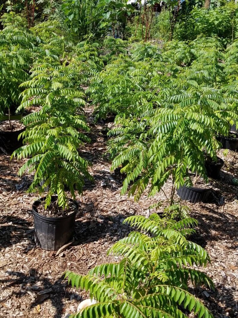 Curry leaf plant Murraya koenigii Sweet neem Indian curry