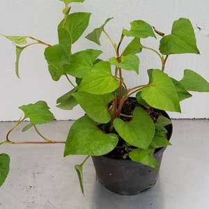 Fish Mint  Houttuynia Cordata Lizard Tail Vietnamese Fish Mint  Fishwort 어성초 Live Potted Plants