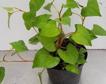 Fish Mint  Houttuynia Cordata Lizard Tail Vietnamese Fish Mint  Fishwort 어성초 Live Potted Plants