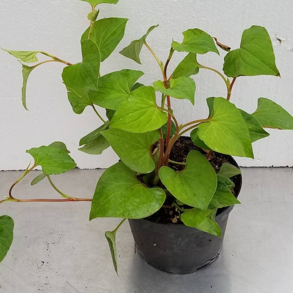 Fish Mint  Houttuynia Cordata Lizard Tail Vietnamese Fish Mint  Fishwort 어성초 Live Potted Plants