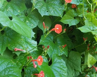 Morning Glory Orange Noah (Rare) Ipomea coccinea 30 seeds