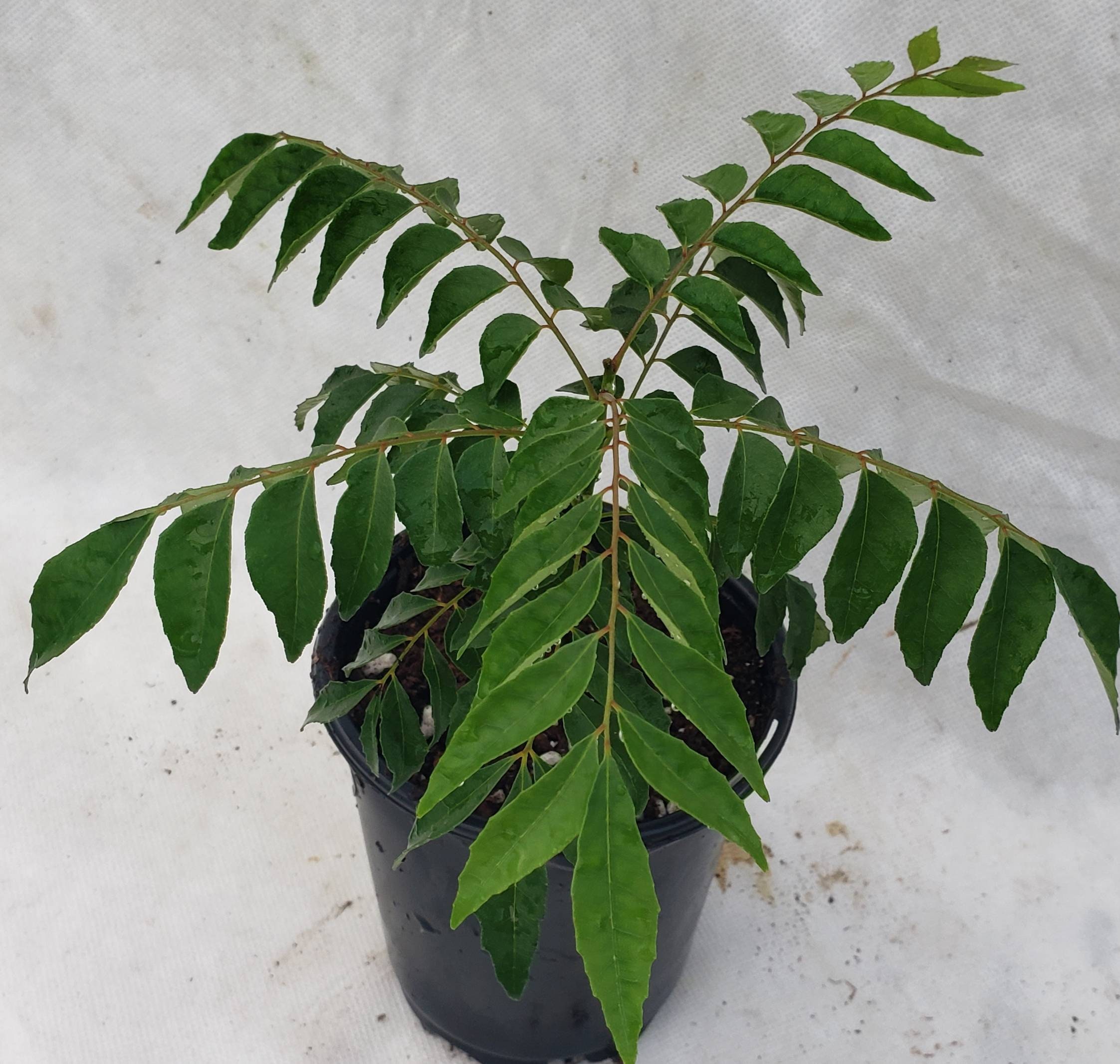Amazon Curry Leaf Plant