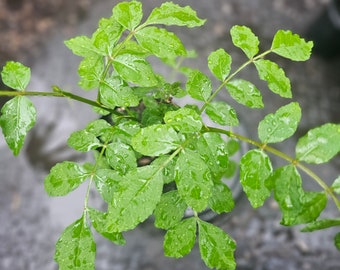 Zanthoxylum simulans potted plant Sichuan pepper 초피나무