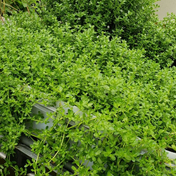 Fresh-Cut Brahmi  Bacopa monnieri  leaves 1 Lb + Brain Food and Many Other Uses