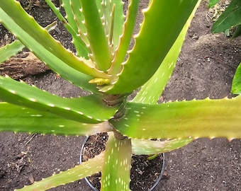 Aloe Kedongensis Kenyan Aloe  ( Rare )