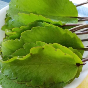 Fresh Picked Leaf of Life Herb  1-1/4 Pound   Ayurvedic Medicinal  Herb