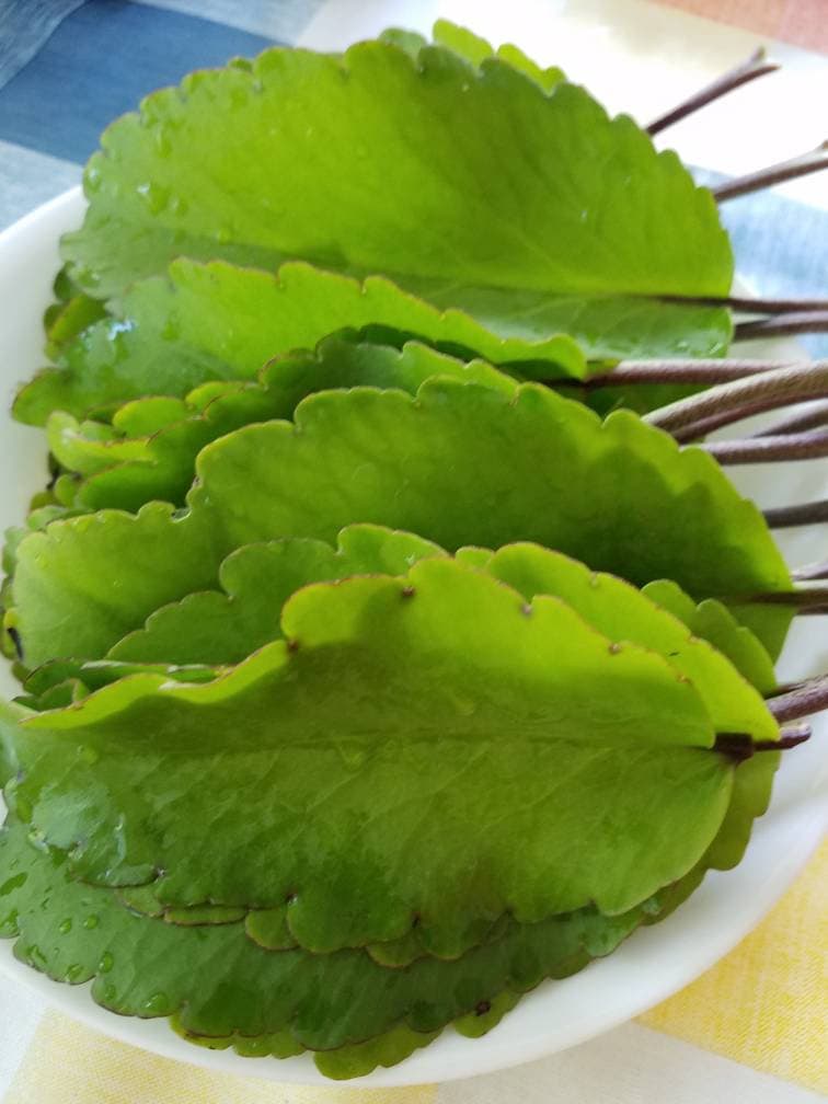 Fresh Picked Leaf of Life Herb  1-1/4 Pound   Ayurvedic Medicinal  Herb