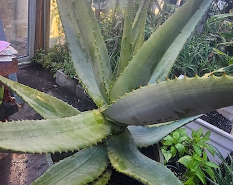 Cape Aloe / Aloe Ferox Rooted X-Large Size whole Plant