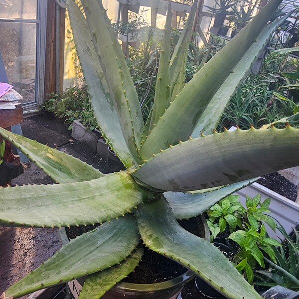 Cape Aloe / Aloe Ferox Rooted X-Large Size whole Plant