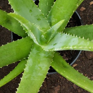 Aloe Vera Plant Large Potted image 5
