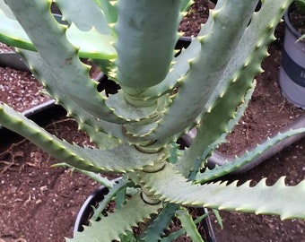 Aloe Arborescens  Potted and Rooted Medicinal Plant 알로에 아보라센스