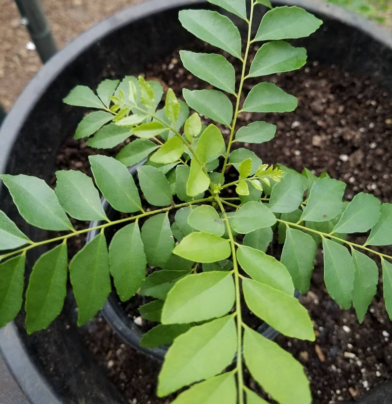 Curry leaf plant Murraya koenigii Potted for Kitchen Garden Etsy