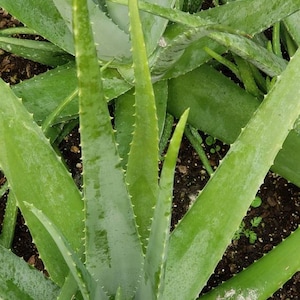 Aloe Vera Plant Large Potted image 7