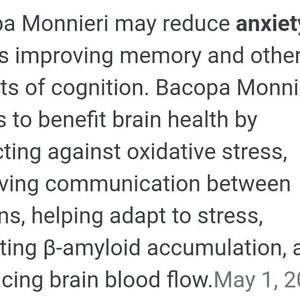 Brahmi Bacopa Monnieri Potted Plants Medinal Uses Improves Mental Clarity image 6