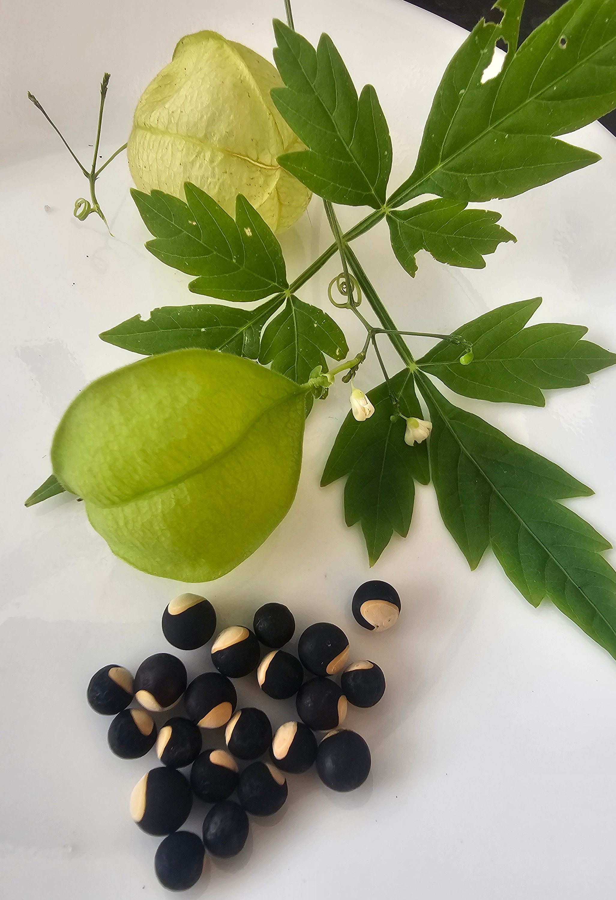 Balloon Vine 40 Seeds Grow for Fun / Ornamental / Medicinal 풍선덩굴