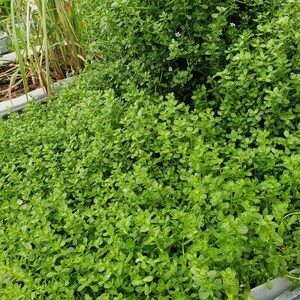 Brahmi Bacopa Monnieri Potted Plants Medinal Uses Improves Mental Clarity image 8