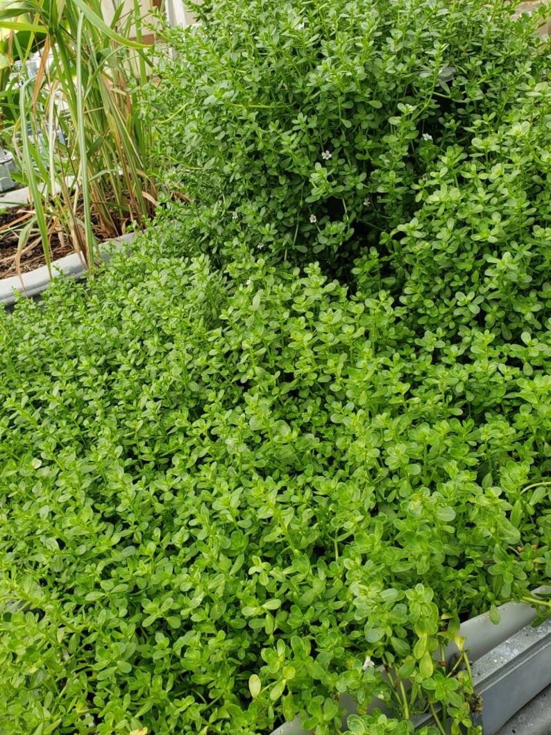 Brahmi Bacopa Monnieri Potted Plants Medinal Uses Improves Mental Clarity image 8