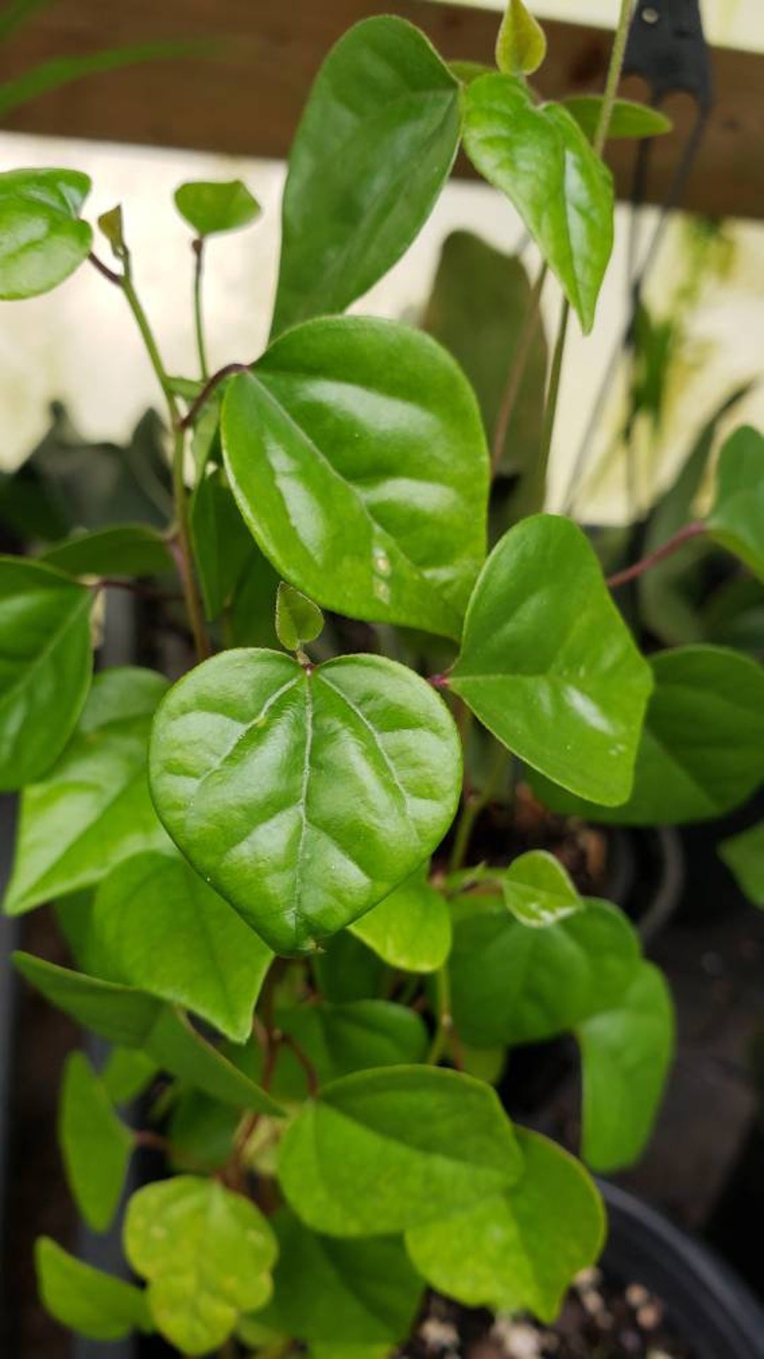 Yanang Green Grass Jelly Vine Tiliacora Triandra Potted Plant Etsy