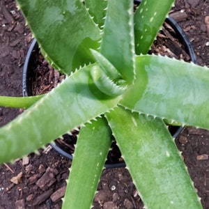 Aloe Vera Plant Large Potted