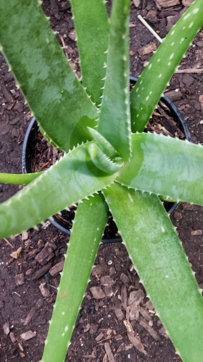 Aloe Vera Plant Large Potted image 1