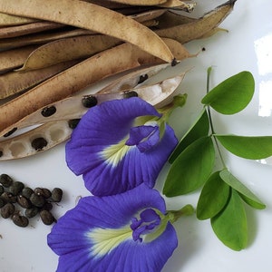 Butterfly Pea Vine Herb 20+ Seeds Clitoria Ternatea 나비콩