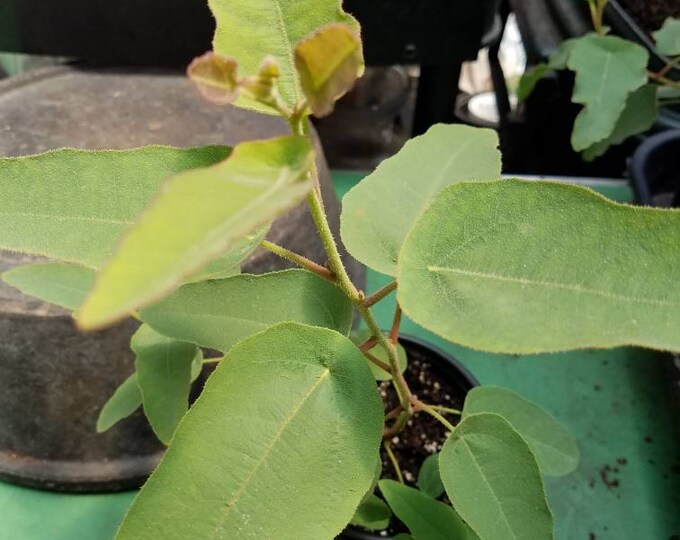 Lemon Eucalyptus Live Plant Eucalyptus Corymbia Citriodora Insects
