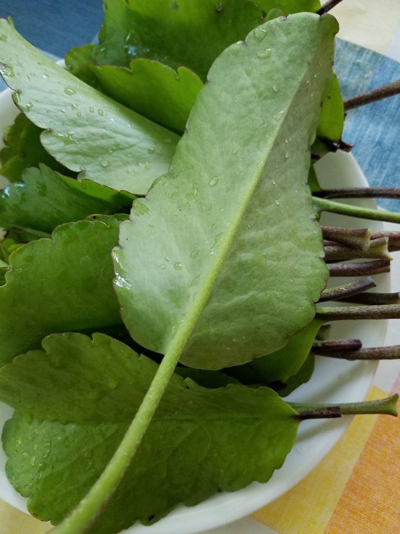 Fresh Picked Leaf of Life Herb 8 oz Ayurvedic Medicinal Etsy