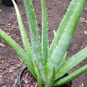 Aloe Vera Plant Large Potted image 4