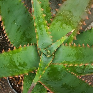 aloe vera nutritional value Aloe Vera Drink Pineapple – Alfa Vitamins Store main image 0